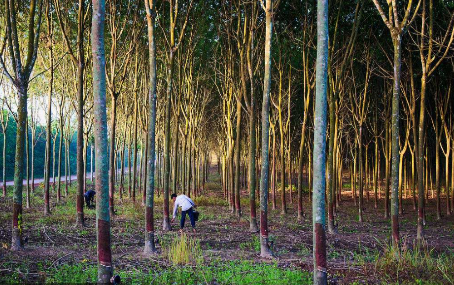 橡胶- 热门商品专区
