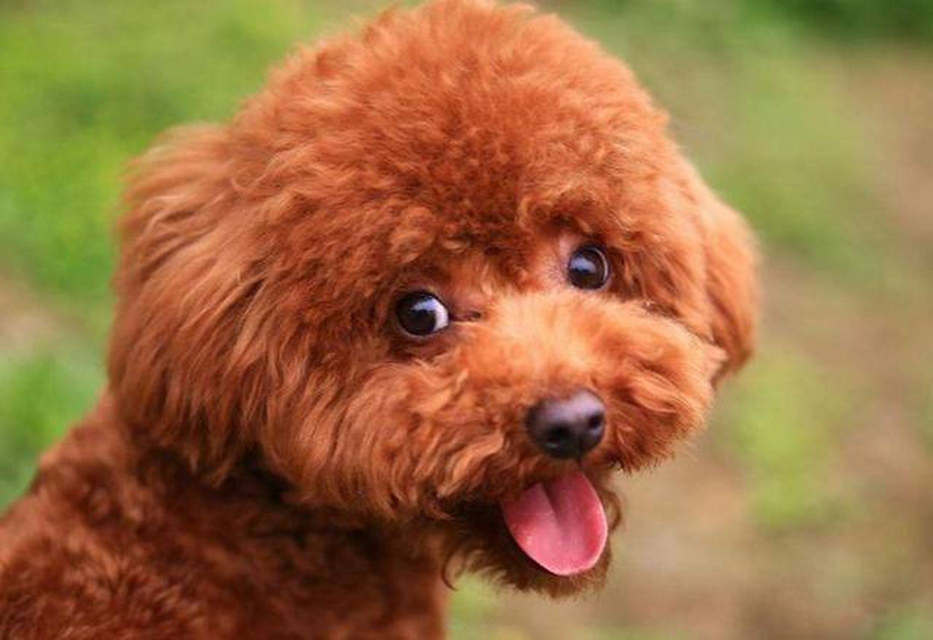 七夕晒萌宠,要撒就撒真狗粮#【泰r天】泰迪,泰迪是贵宾的一种,是抑种