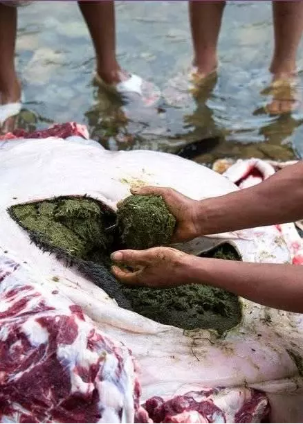 天呐!这传说中的"百草汤"分明就是正宗的牛粪仙汤!