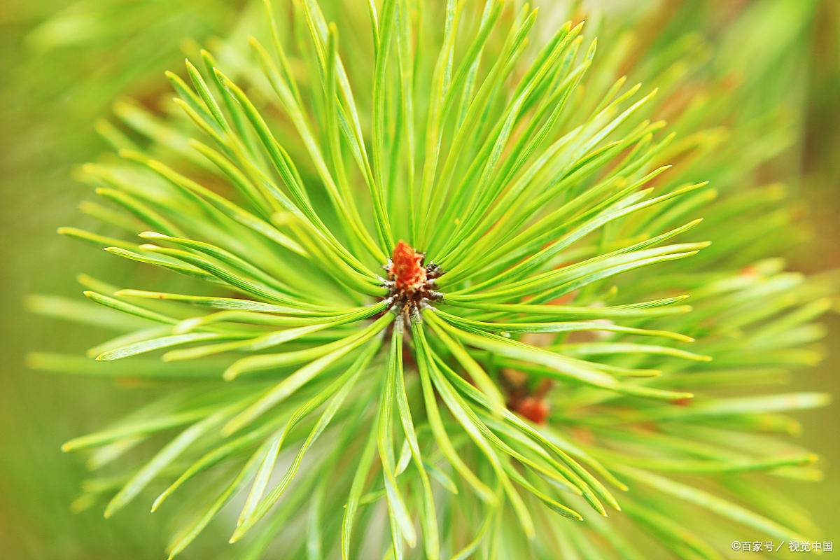 松针煮水的功效与作用