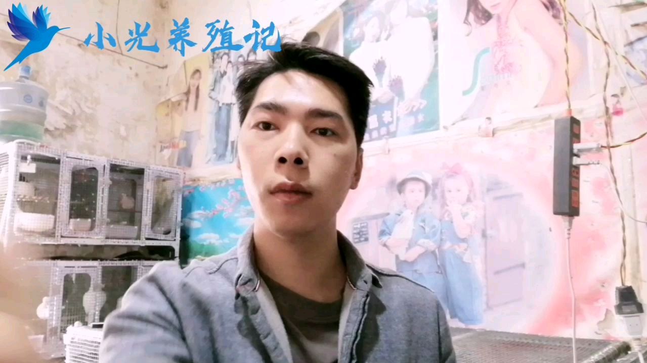 小光养殖记:新手养殖鸽子经验和重点