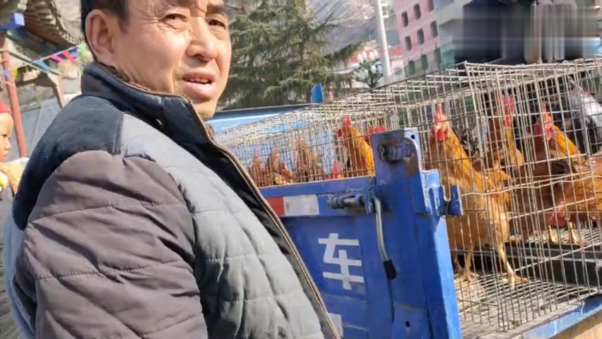 甘肃陇南自家散养土鸡多少钱一斤,这样的价格你能接受吗?