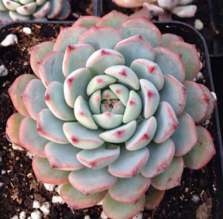 白姬莲松散成大饼?教你3种小技巧,让多肉植物叶片厚实紧凑