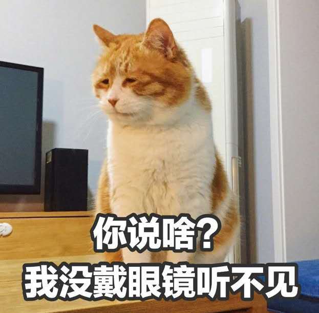 网红猫搞怪表情包 你说啥