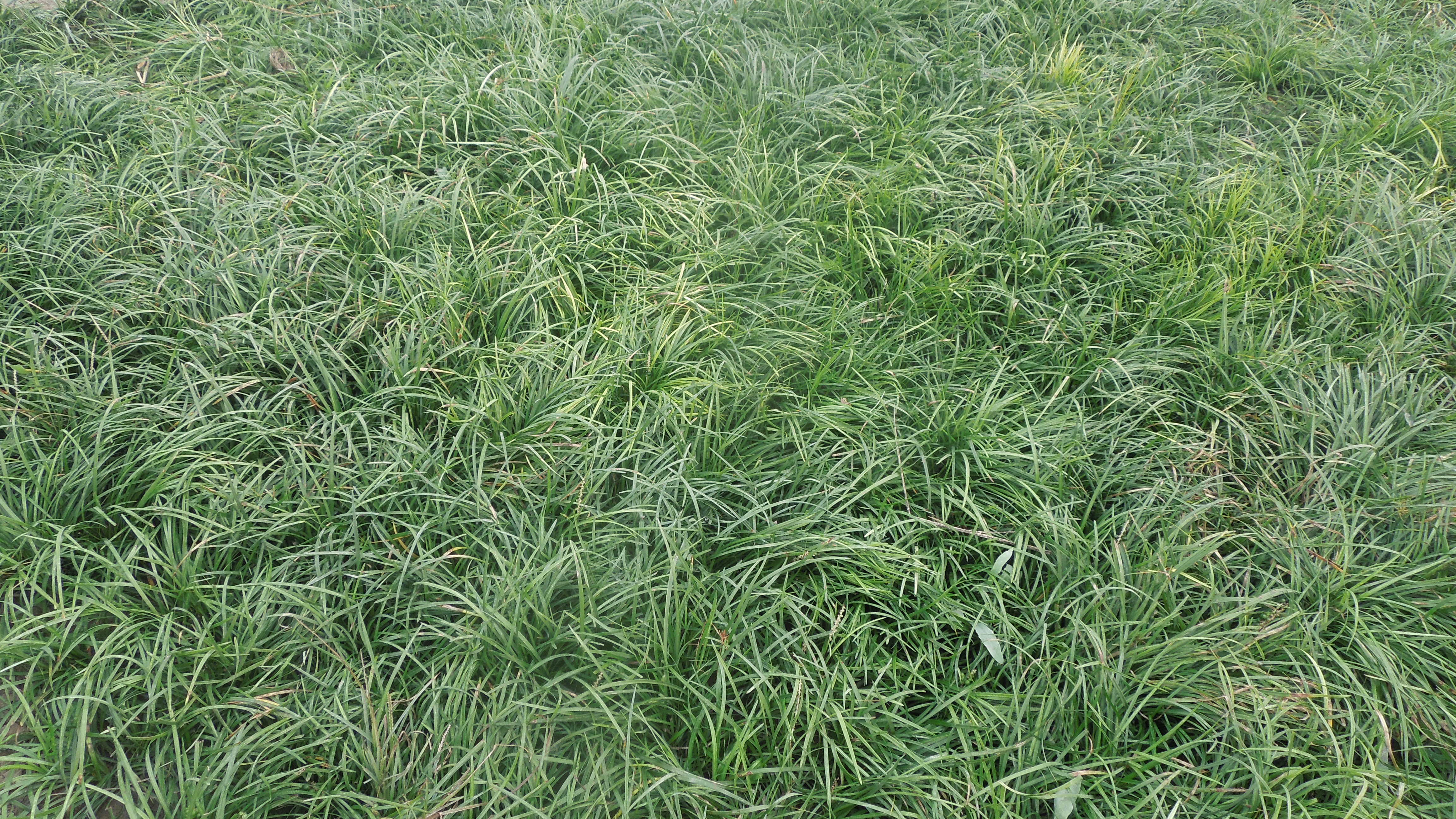 曾是农村麦田里的一大"祸害",如今农民大量种植,最高50元一斤