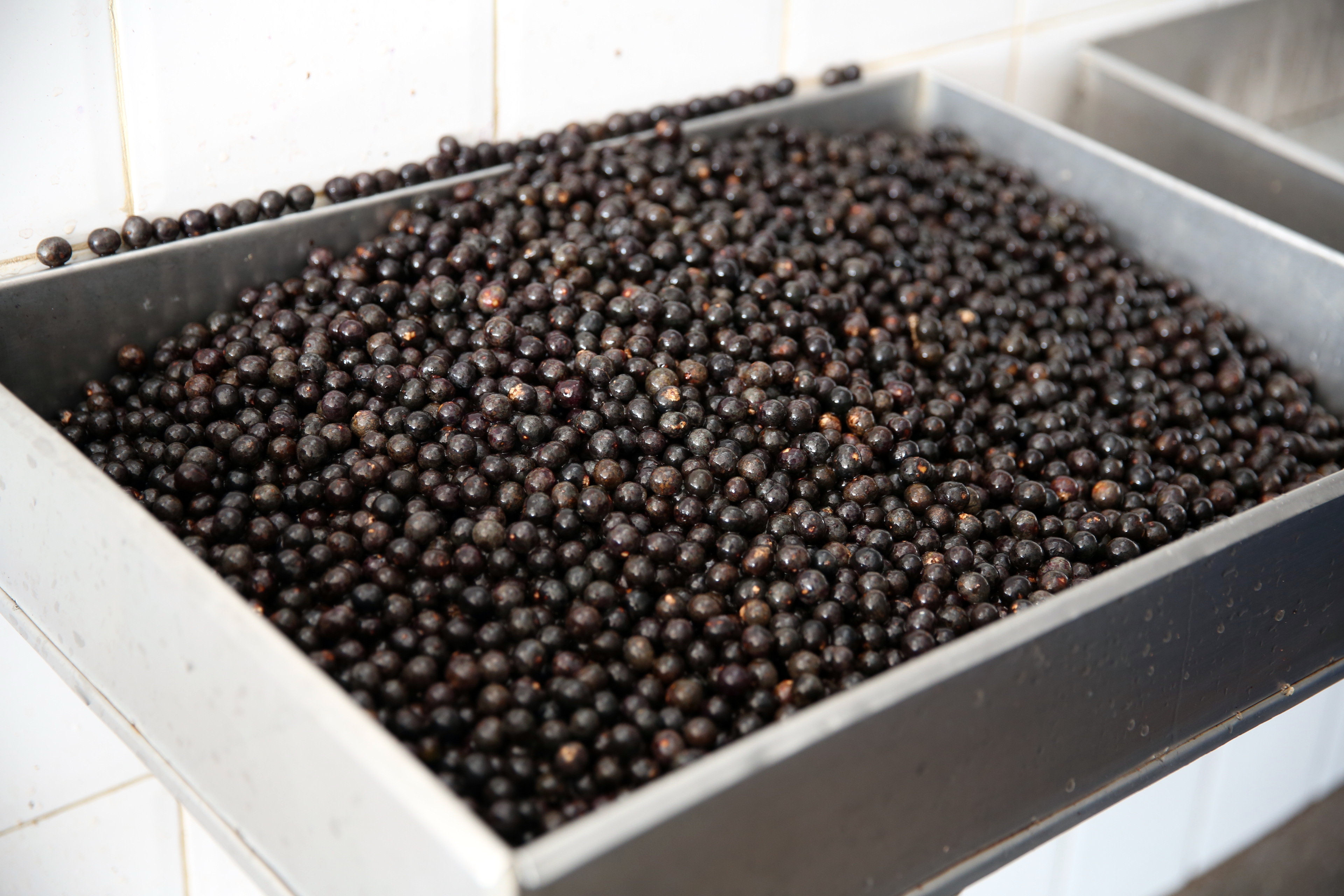 巴西莓被尊称为"生命之果"有什么神奇的功效