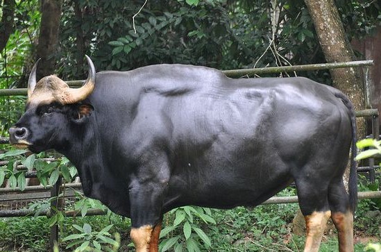 世界上最大的牛,体重约1225公斤,孟加拉虎遇到都要