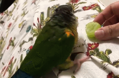 呆萌鹦鹉吃葡萄,开心到摇头晃脑,网友:我吃东西时的模样