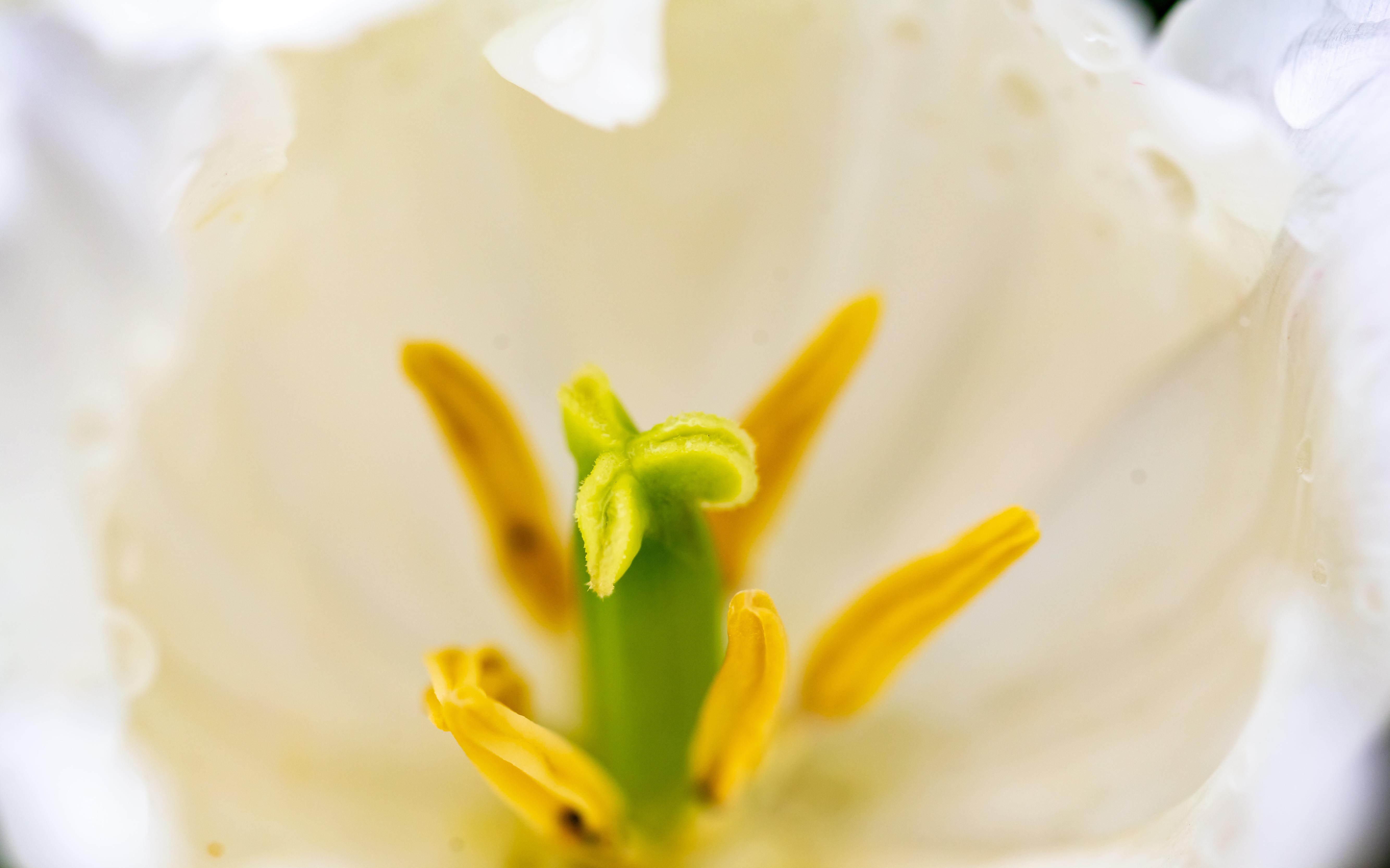 正月去园博苑看迷人的郁金香花海