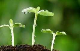 农村俗语:"春雾日头,夏雾雨,秋雾凉,冬雾雪",准吗?