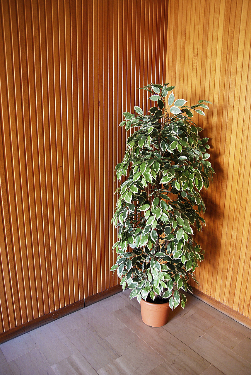 佛珠吊兰,室内观叶小能手!生长缓慢但优雅迷人.喜欢湿润,半阴凉环境?