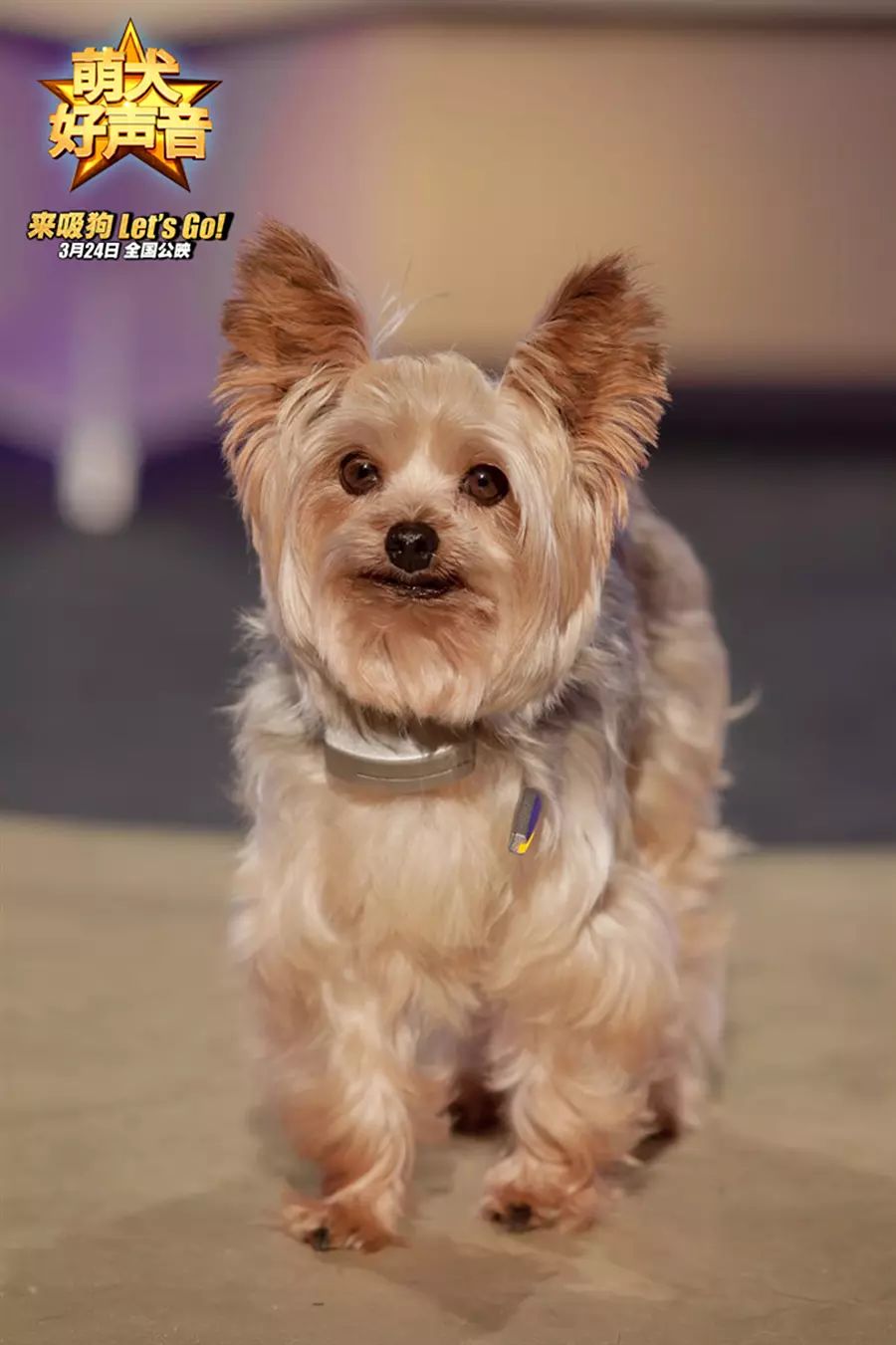 《萌犬好声音》上映只是开始, 爱奇艺拿下飞狗巴迪18部影片中国区全