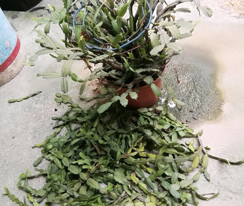 她的蟹爪兰"养成"大花球,一盆开花上百朵,秘诀有3个