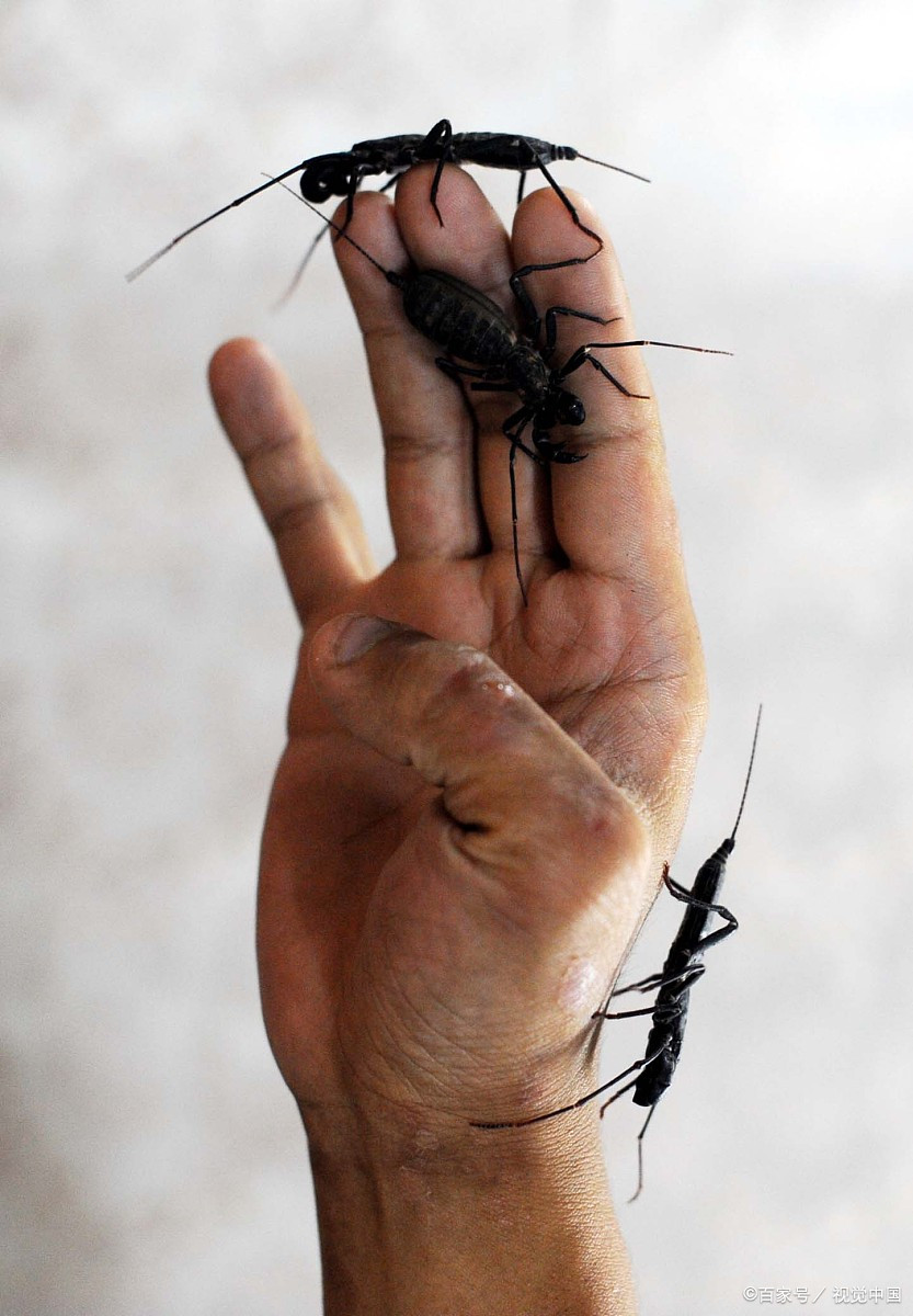 盘点世界上最毒的动物