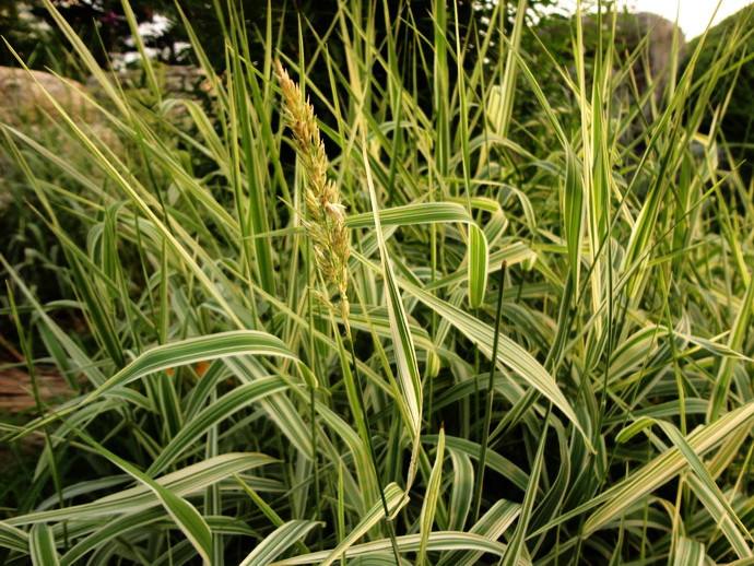 这种植物在先人祖坟旁,村民都说要懂得珍惜和感恩