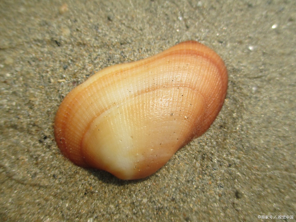白玉蜗牛的饮食习性与食物选择