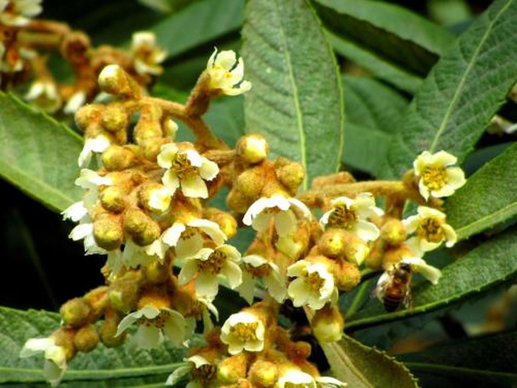 为蔷薇科植物枇杷的花.具有疏风止咳,通鼻窍之功效.