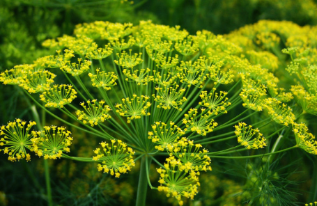 莳萝古称"洋茴香",味道辛香甘甜,温和而不刺激