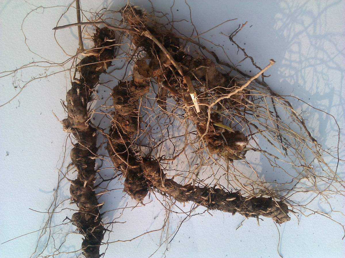 有串地龙之称的穿山龙,具舒筋活血的功效,它的种植技术值得一看