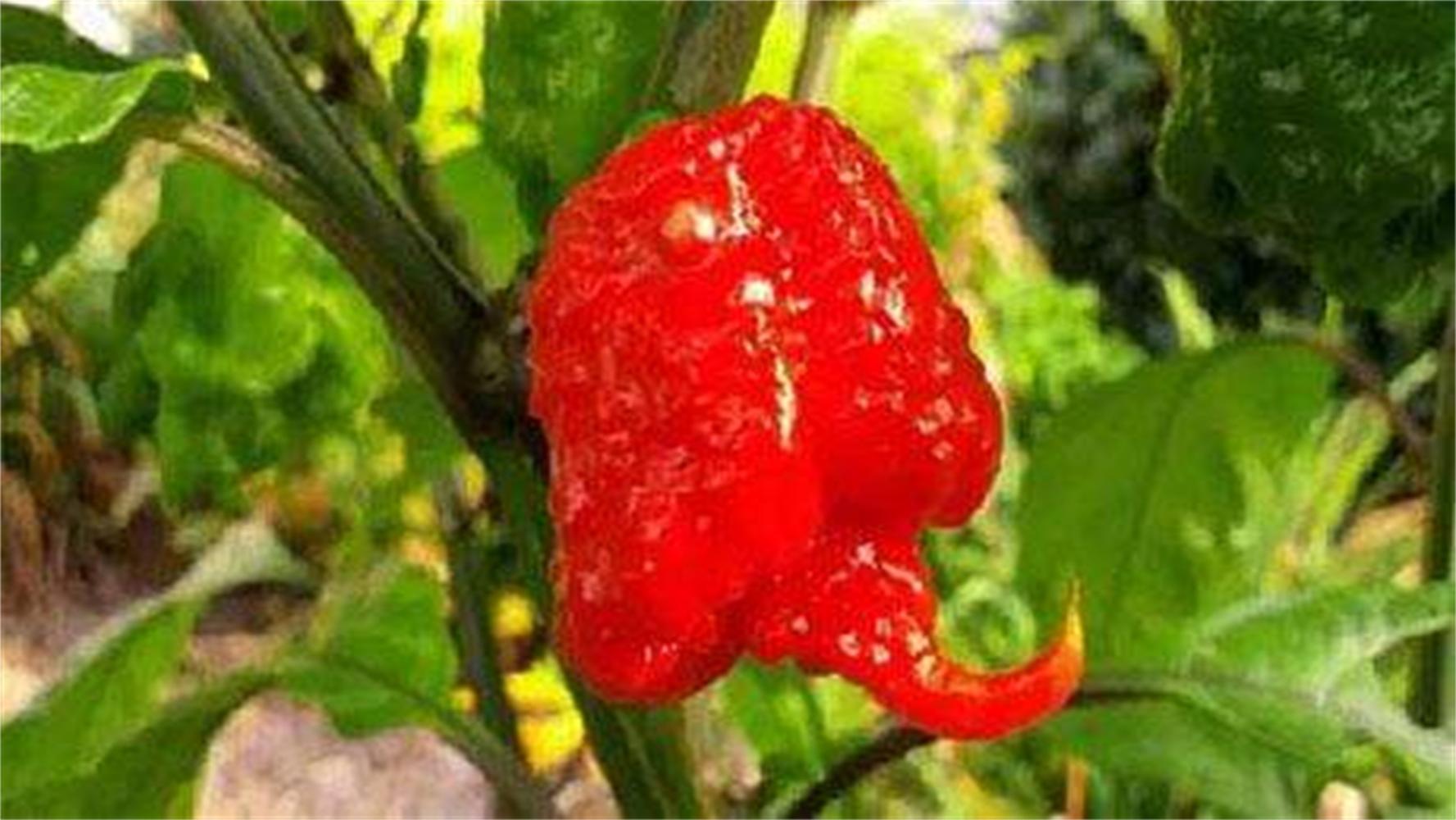 小姐姐挑战世界最辣辣椒,卡罗莱纳死神辣椒,结果悲剧了