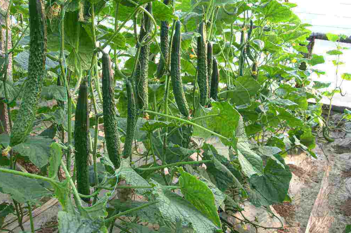 露地黃瓜怎麼種,高產栽培技術介紹