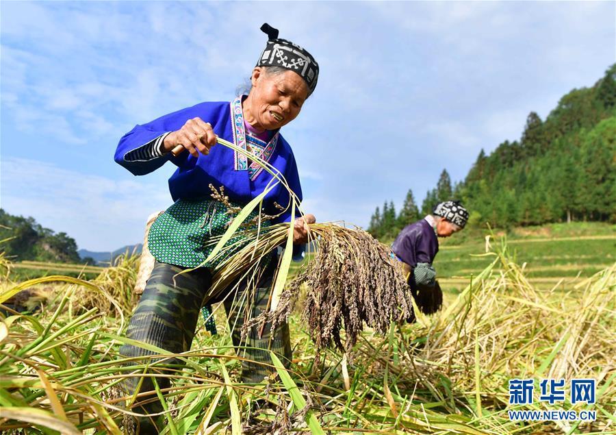 10月30日,在广西融水苗族自治县安太乡元宝村,村民在收获香糯.