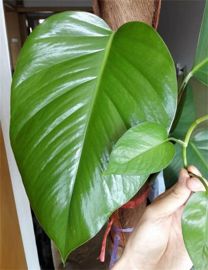 (图片                   注:上图两个绿萝叶子同根同源,都是从一棵