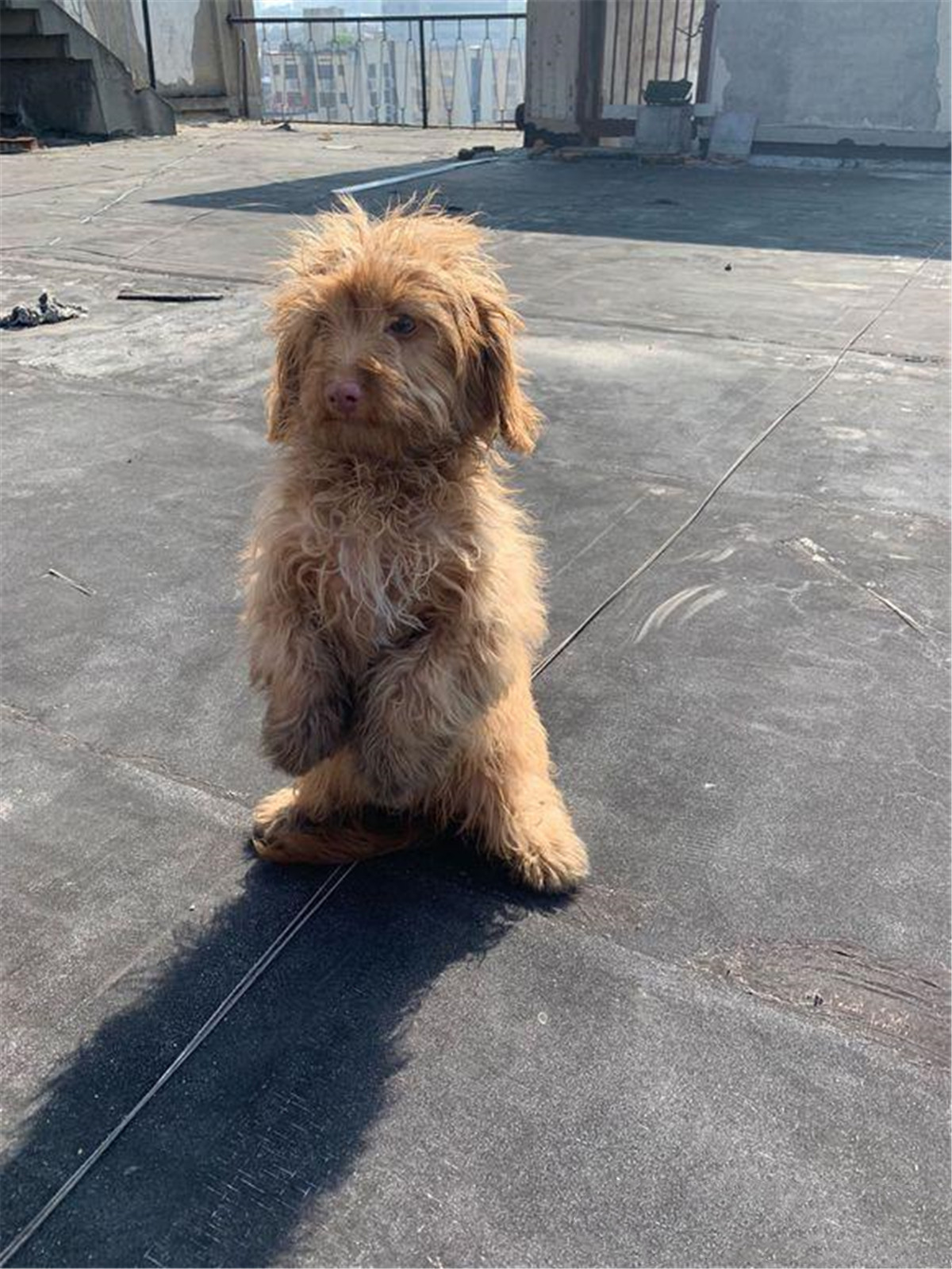 回家碰见一只流浪狗,见人就作揖卖萌,真的是令人心疼