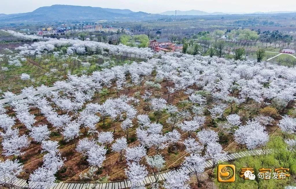 航拍:天王3000 亩樱花园里早樱盛放,堆云叠雪美如画