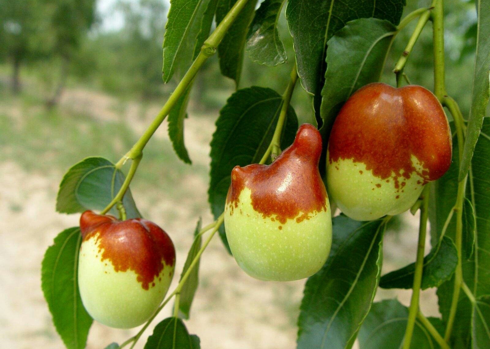 红枣- 热门商品专区