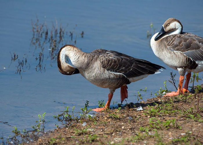大雁苗 - 优质问答专区