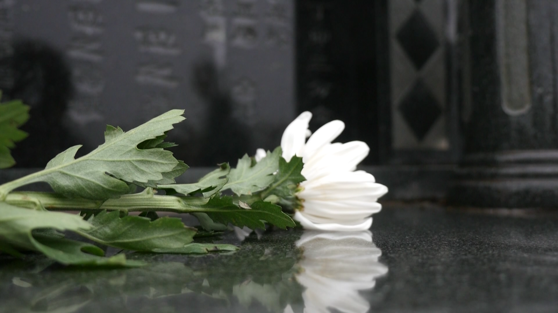 泰顺:微信直播代扫墓 云祭祀传递真感情