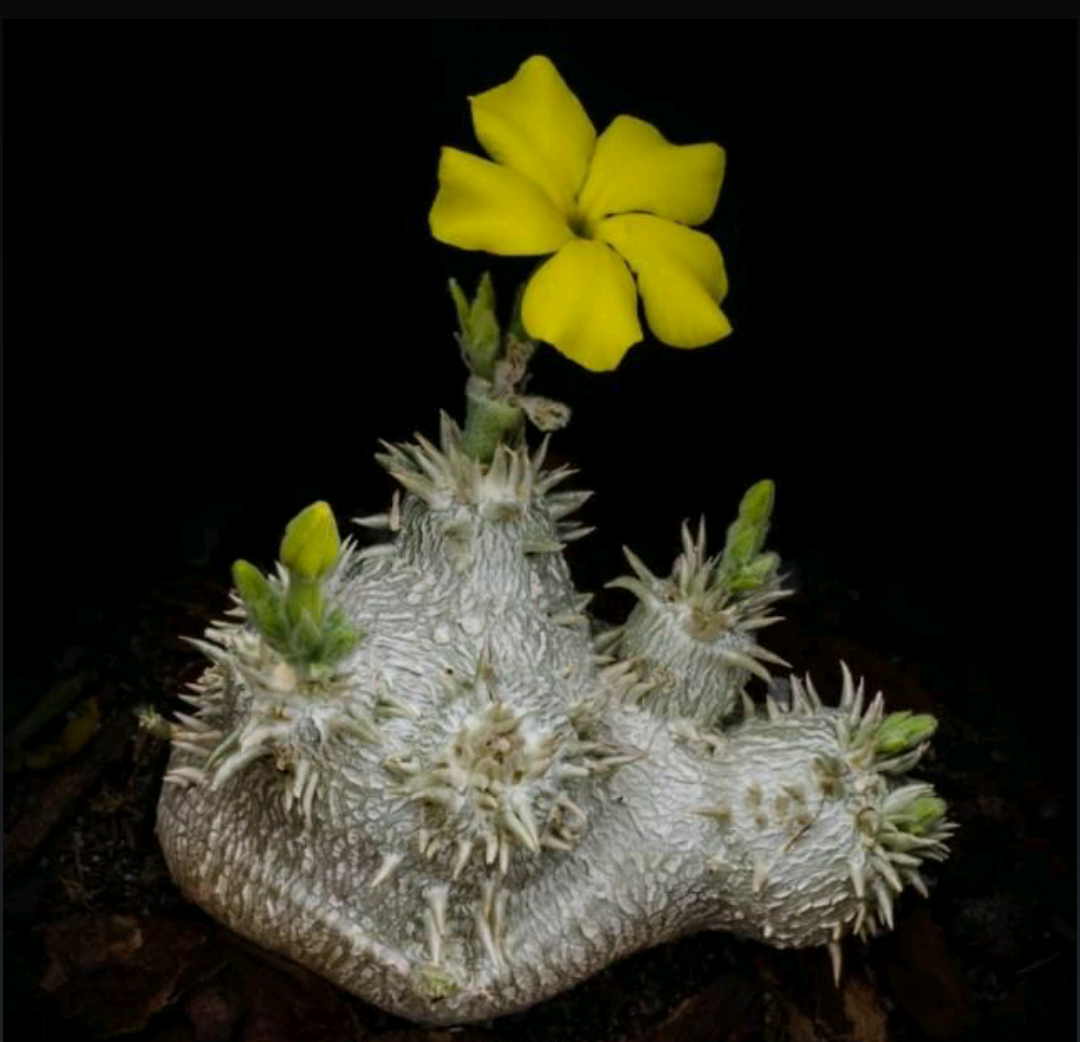 多肉"惠比须笑"!一款非常难养的植物!你养过吗?