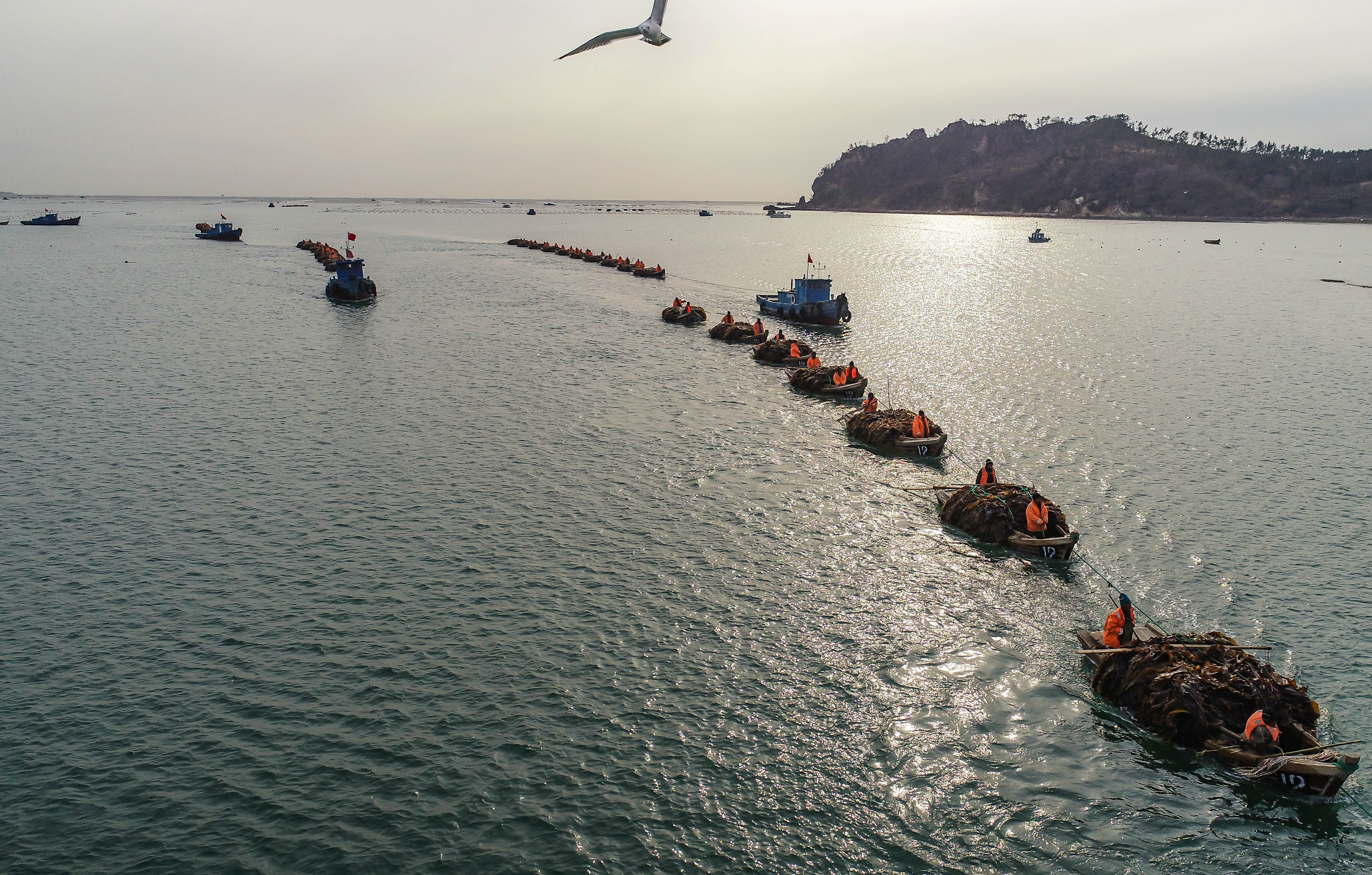 山东荣成:看百舸争流 海带收获正当时