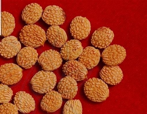 对东北扁核木你了解多少?东北扁核木知识大全