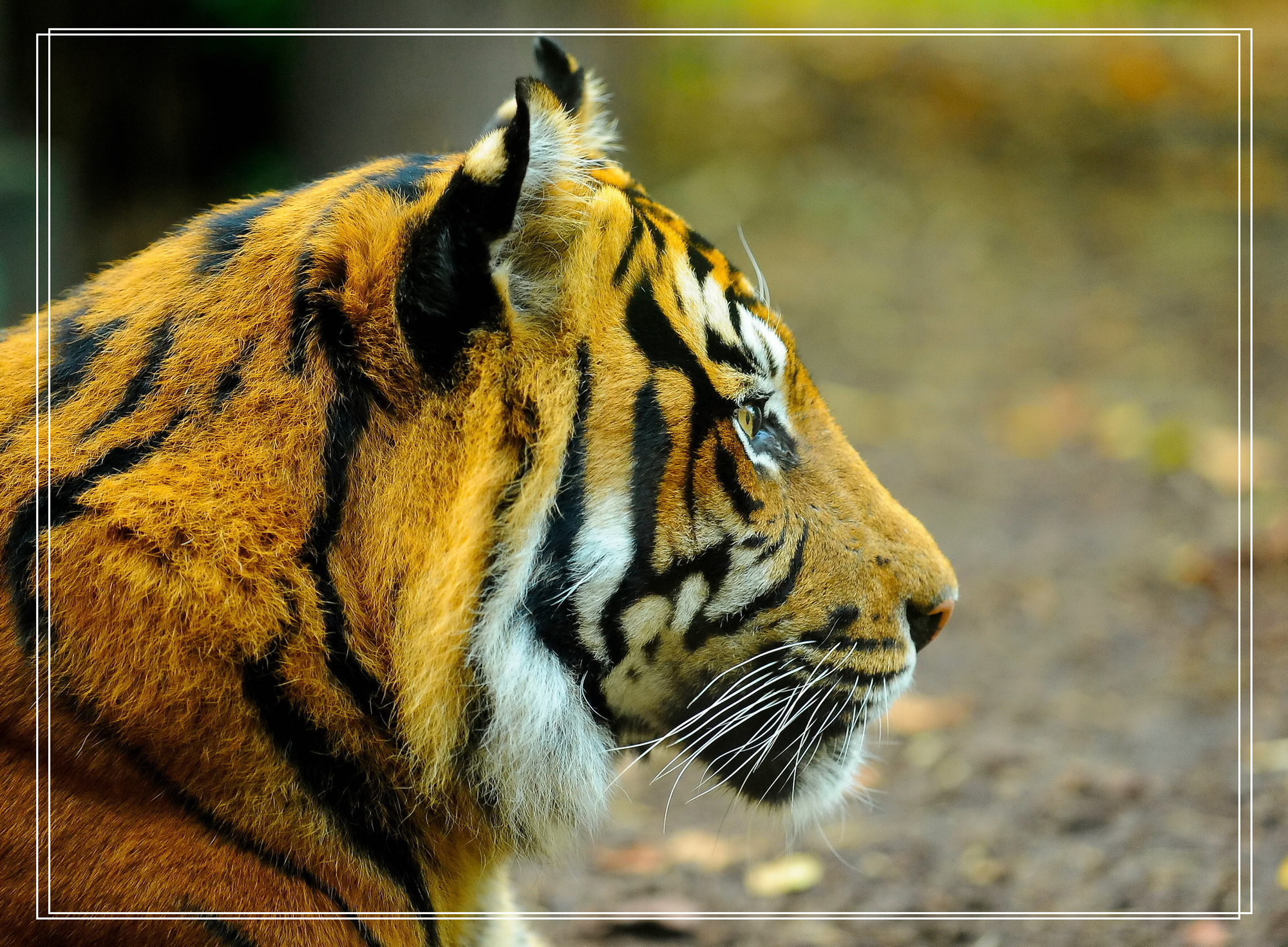 精选壁纸:超清唯美动物类图集