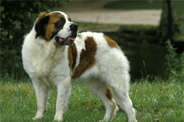 夏天需要給聖伯納犬驅蟲,主人們來了解一下注意事項吧!