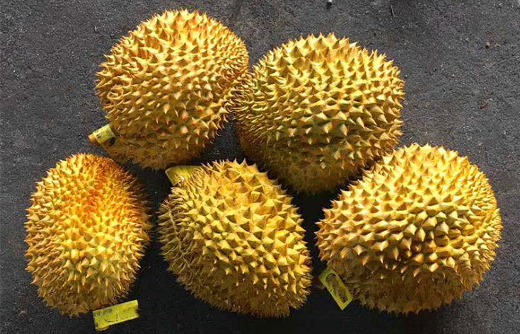 榴莲- 热门商品专区