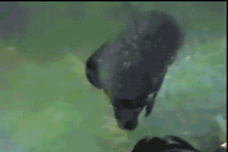 搞笑gif图:我就是喜欢吃根黄瓜都这么专注的女孩子!