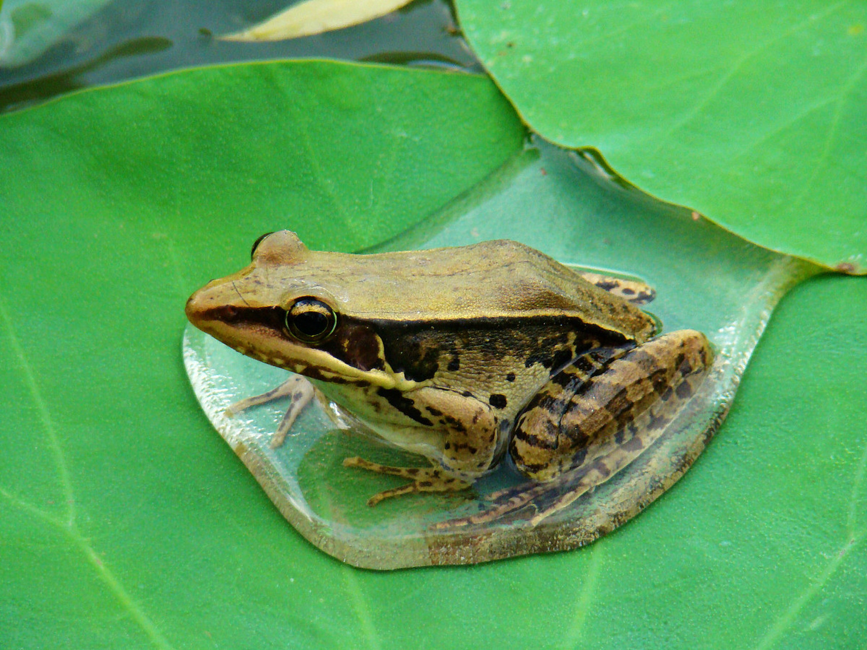 田鸡是我们南方人的一种对于青蛙的另外称呼了,特别是广东地区的,基本