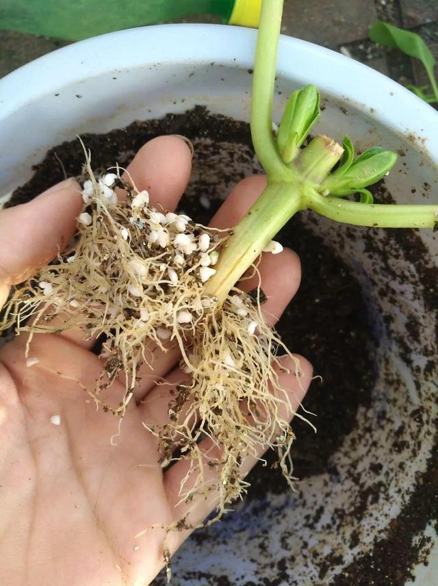教你自制3种"万能"生根水,蘸点"嗖嗖"冒白根