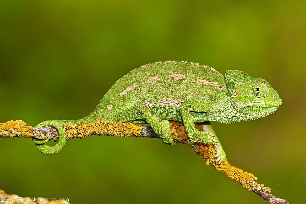 关于变色龙的冷知识!变色龙为什么会变色?