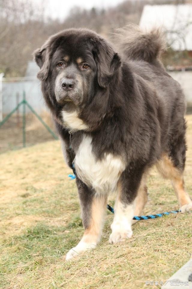 藏獒,世界上最凶猛的犬种,铲屎官面前的小绵羊