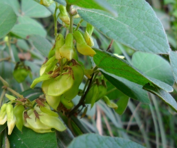 你真的了解蔓草虫豆吗?给大家科普一下