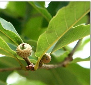 植物小百科:关于枹栎你不得不知道的知识!