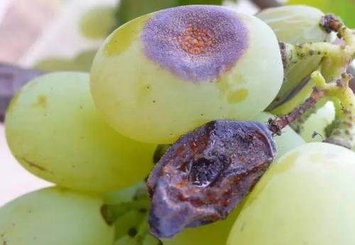 葡萄碳蛆病的防治 - 2020年最新商品信息聚合专区 - 百度爱采购