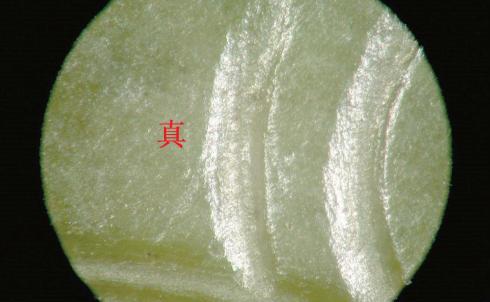 21张高清大图,真假微痕对照,学习古玉阴刻线鉴定(分享干货)