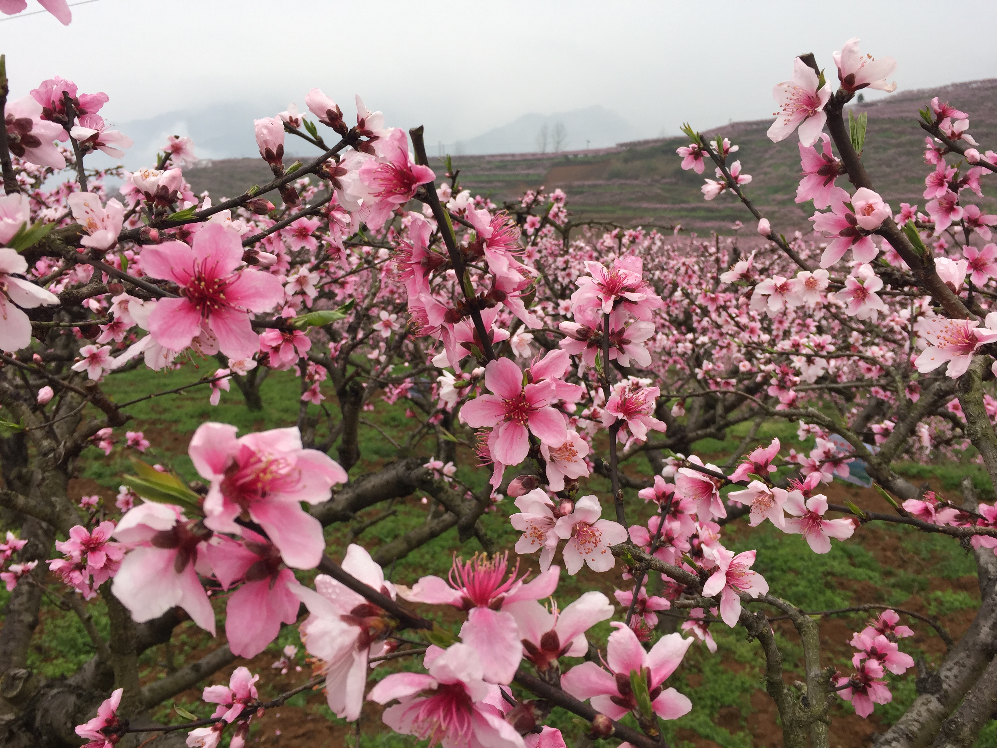 余庆:忽逢桃花林,夹岸数百步,中无杂树,芳草鲜美,落英缤纷