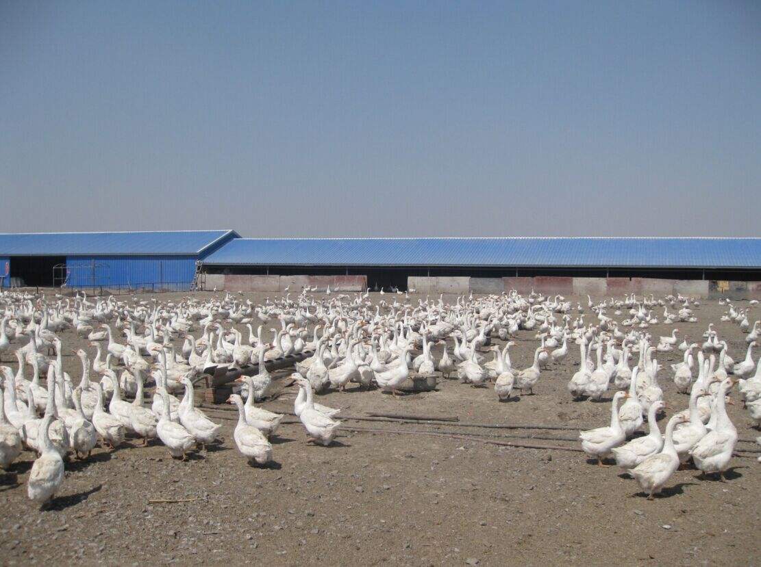 鹅苗养殖成活率低?可能是管理不当导致的,别担心,可以这样做