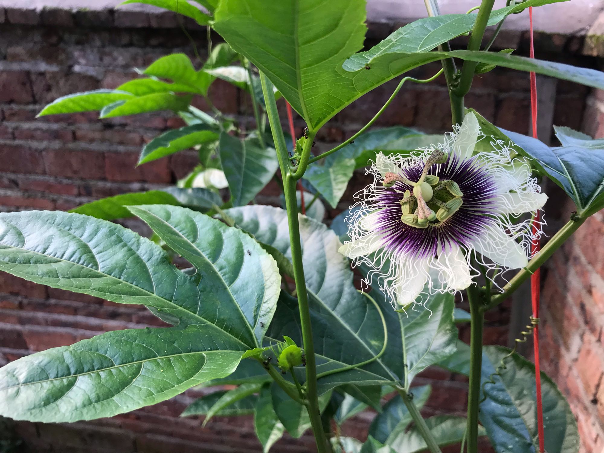 经常吃的百香果开花居然这么美